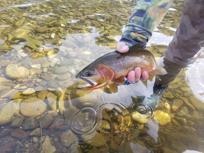 A Summer Of Cutties